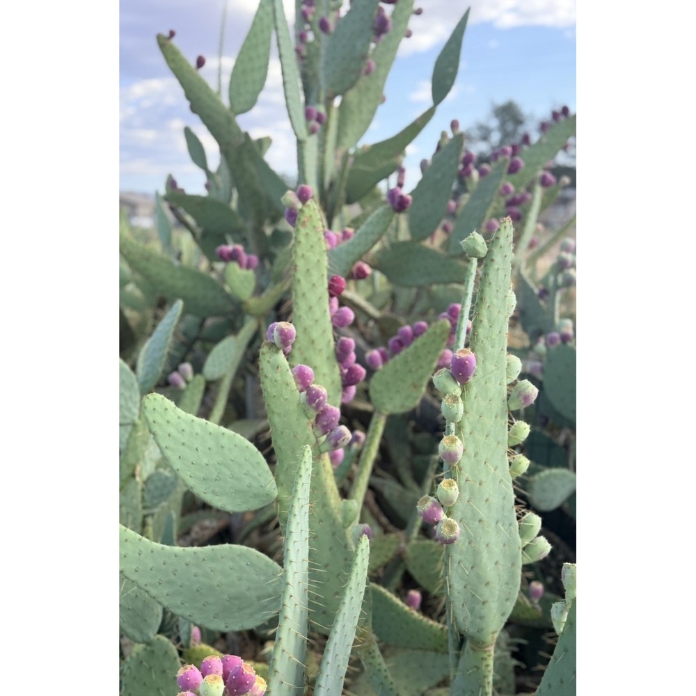 2 Large Arizona Fresh Prickly Pear Cactus Pads Opuntia Live Plant Cuttings